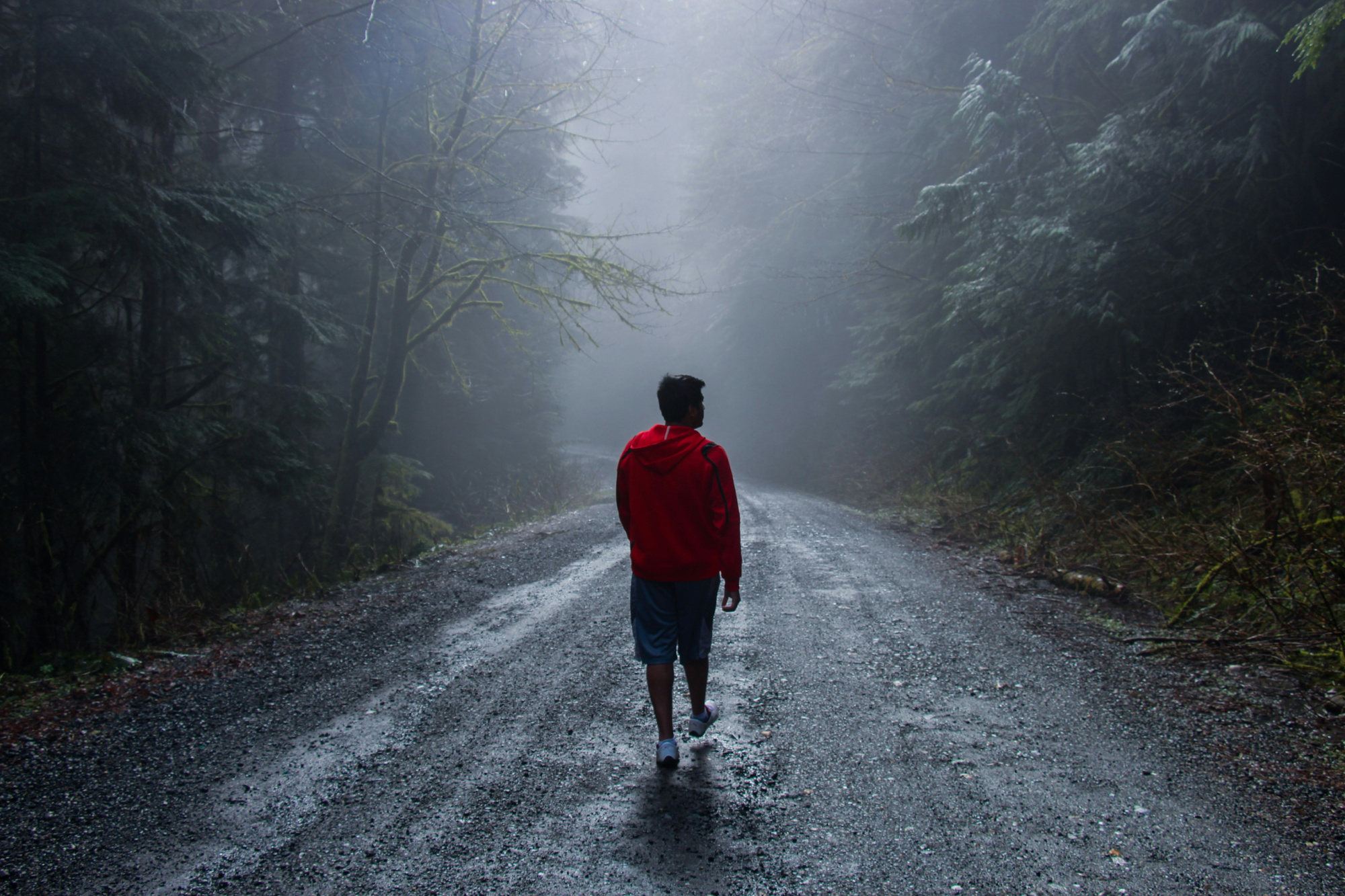 Person in a red jacket walking down a foggy forest road, illustrating the uncertain SEO vs PPC path now that AI shapes search.